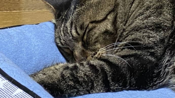 動物の世界にもあるある。。