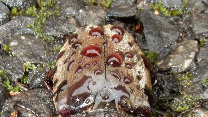 カブトムシ♀ずぶ濡れ20190628