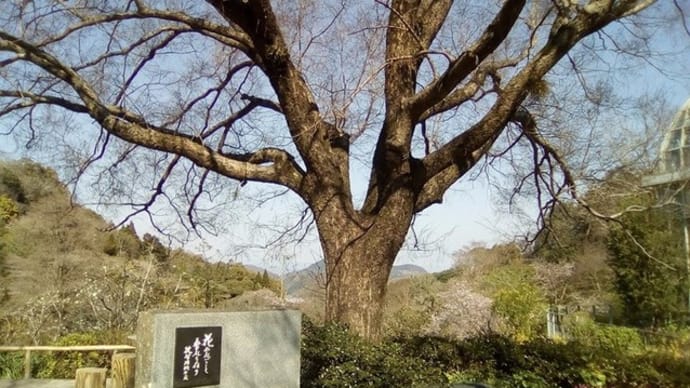 高知:牧野植物園