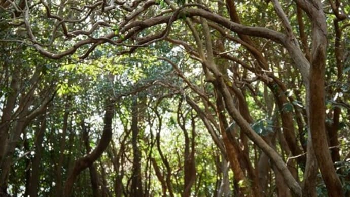 華山のアセビ群生林