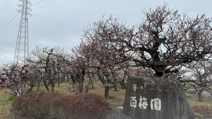 梅