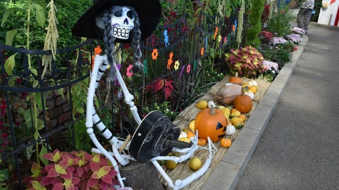 ショウキズイセン狩り 静岡県浜松市 はままつフラワーパーク(11)フォックスフェイス ハロウィン仕様
