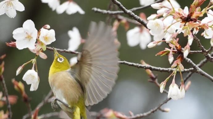 山桜にメジロ kasuga