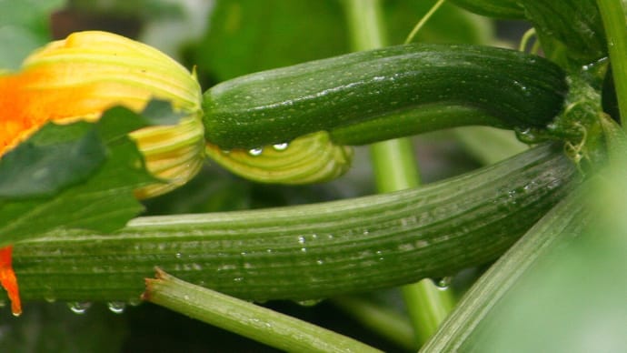 ズッキーニ 夏野菜の記録②