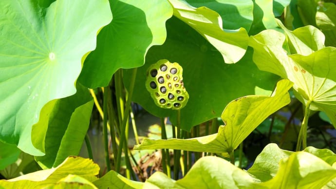 蓮の花托
