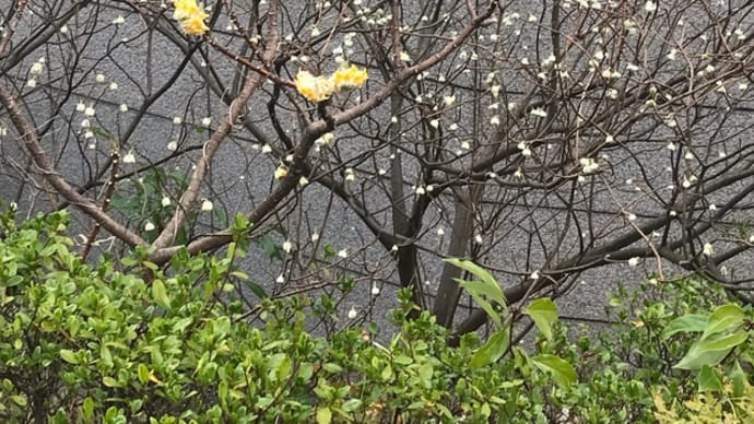 みつまた