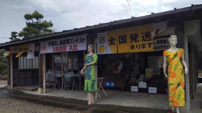 梨求め ドライブ激雨 お出迎え 千葉・白井の梨