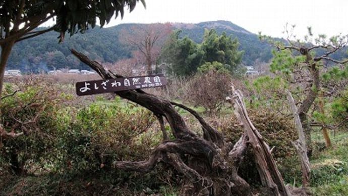 よしざわ自然農園さんの蝋梅など