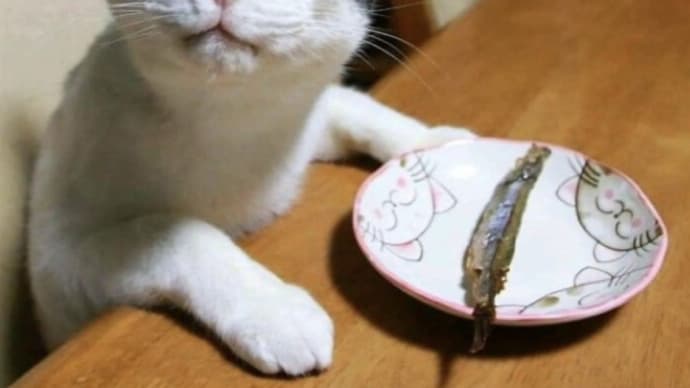 一枚の写真『物価上昇でおかずが減ったよ』