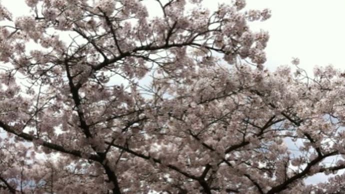 桜が咲いたよ～