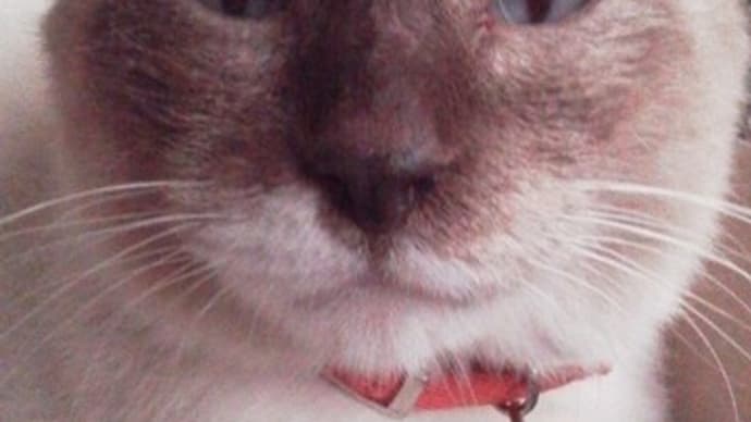 いつの間にか…。