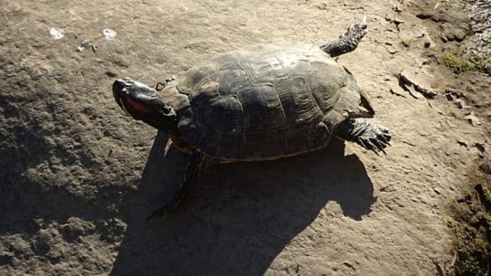 日向ぼっこのカメとニャンコ
