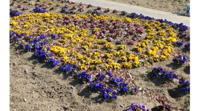 花巡り「梅-335」 幸手 権現堂公園