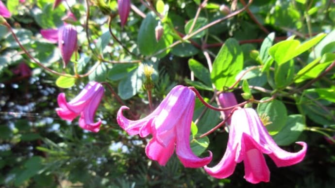 赤い花 白い花 (6月の花)