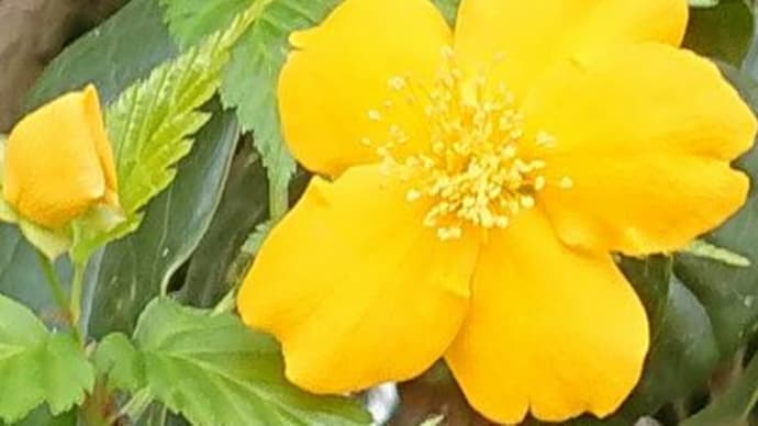 庭の花