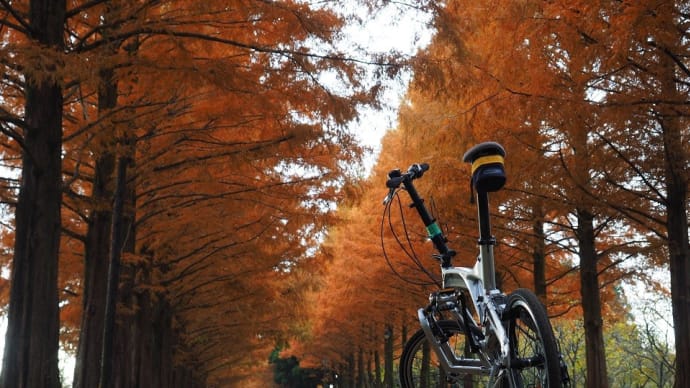 紅葉のマキノメタセコイヤ並木サイクリング