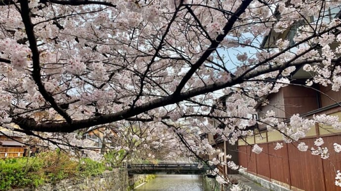正統派、京都の桜の楽しみ方、なんちゃって♪ (1)