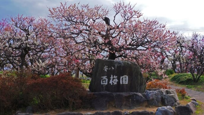 散り始める百梅園