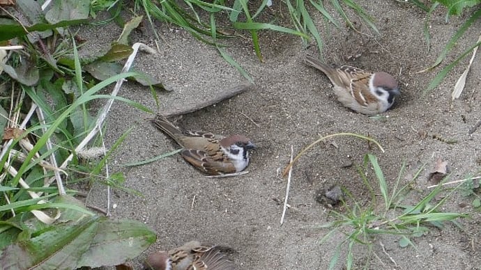 スズメの砂浴びって何?