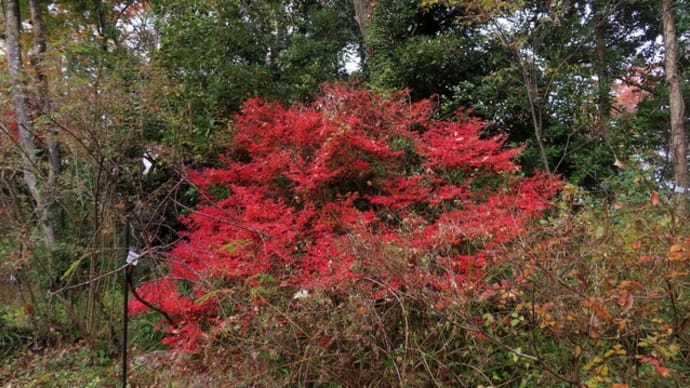 初冬の紅葉クイズ～京都府立植物園2024/12（4）