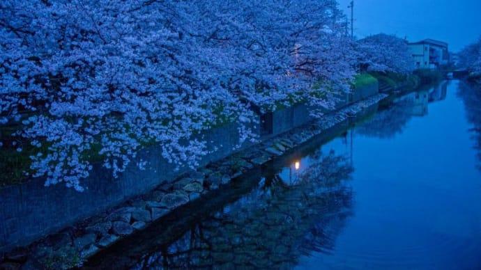 夜明けの赤坂泉の桜