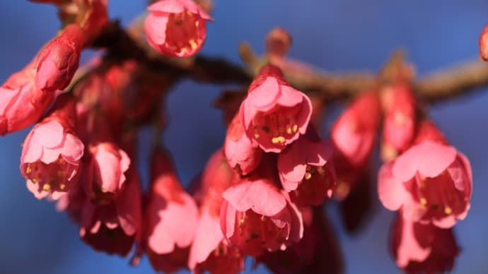 「寒緋桜(かんひざくら)/緋寒桜(ひかんざくら)×6枚。」