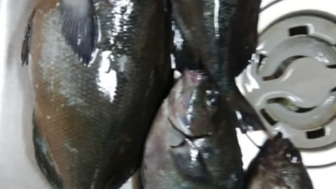 グレ釣り