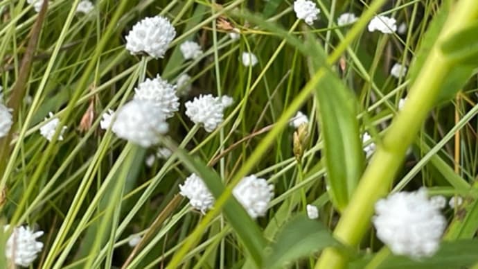 植物園で、シラタマホシクサ見たよ