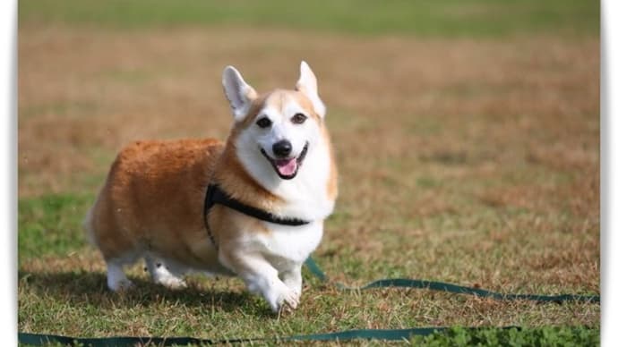 やよいの風公園でのマーレの過ごし方