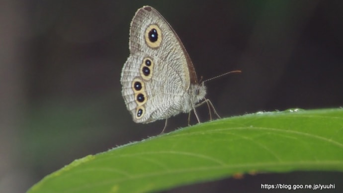 ヒメウラナミジャノメ 7月20日 SIGMA 300mm 1:4 APO TELE MACRO