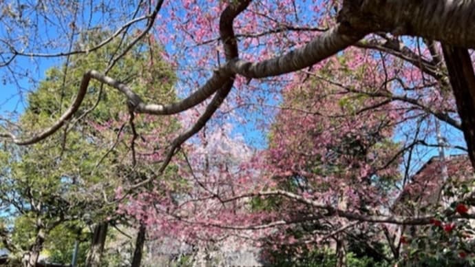北区西ヶ原 無量寺の桜2023