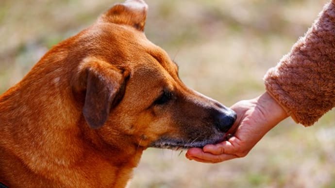 あなたは愛犬にとって大好きな人ですか？