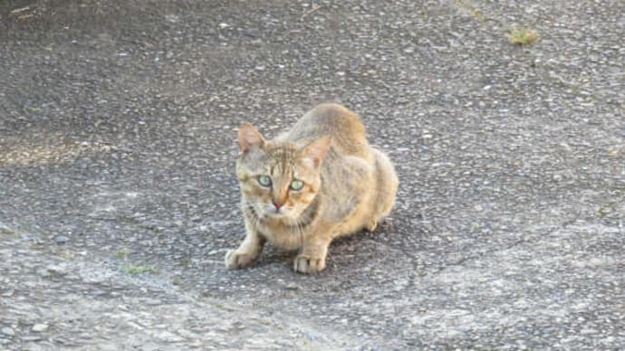 散歩で猫#47