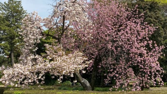 新宿御苑では八重桜が満開です。ほんとにキレイ…。