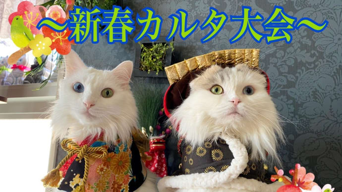 新春猫カルタ大会