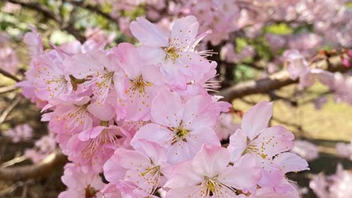 大船フラワーセンターの桜2023