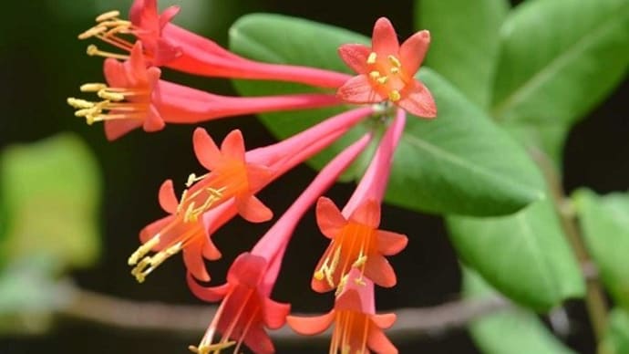 鉢植えの「ツキヌキニンドウ」