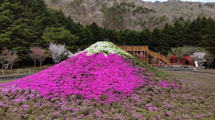 富士芝桜まつり(山梨県富士河口湖町)第1駐車場までの走行動画