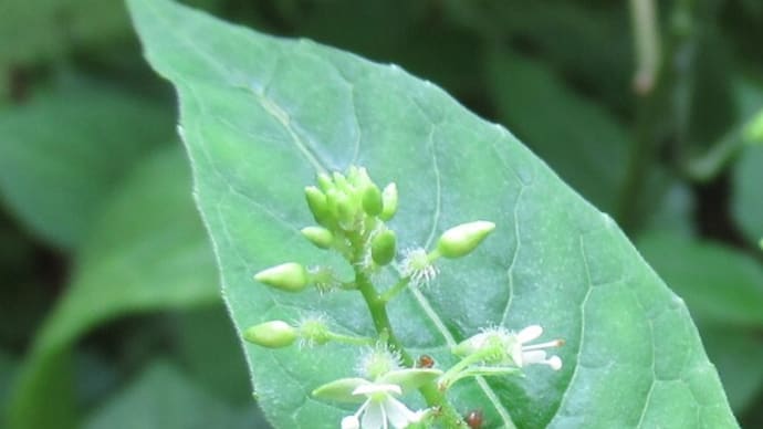 赤塚公園植物モニタリング活動～７月１２日