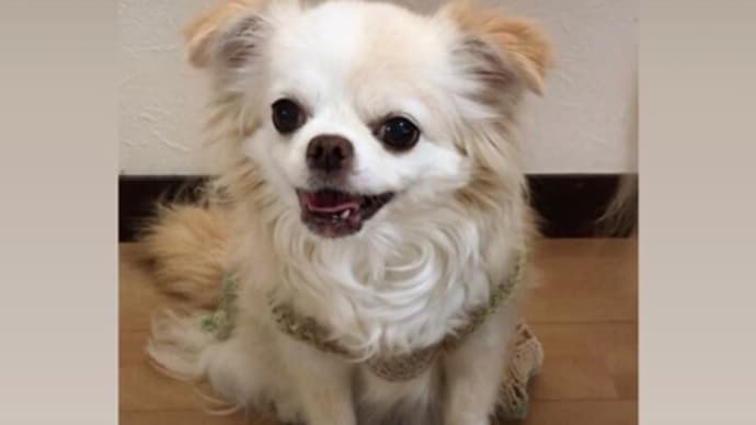 まろん 🐶、10歳になりました🎂