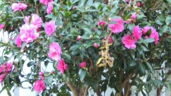 庭はいつもの風景に＊サザンカが咲いて日枝の花も＊