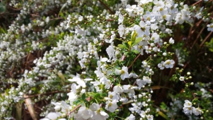 紫陽花苑とは名ばかりですが…