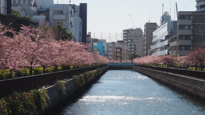 花散歩・木場公園河津桜