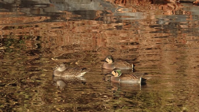 トモエガモ ♂ ♀ ・・・ 1月13日 今城塚古墳公園で