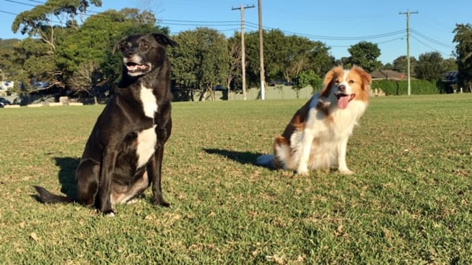 全集中‼︎の犬