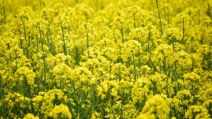 菜の花と海鮮な1日