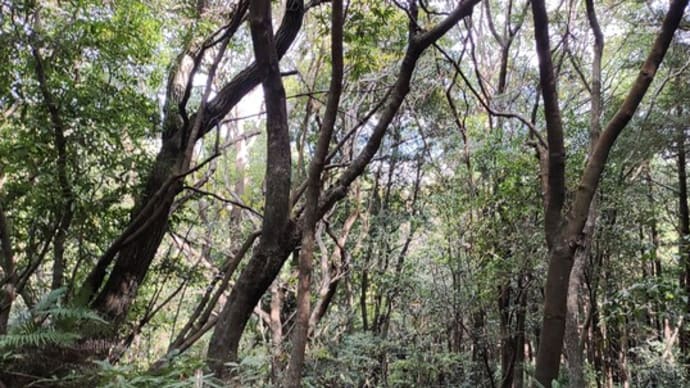 幸運の森 (正式名称は〇ヶ峯、〇山)