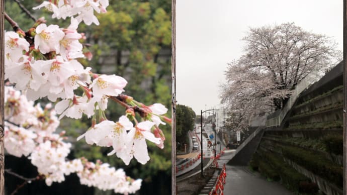 03月23日 柿の木坂の桜