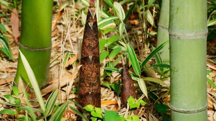 タケノコ、フェイジョア、フタリシズカとクロアゲハの幼虫(赤塚植物園 2023.5.21撮影)