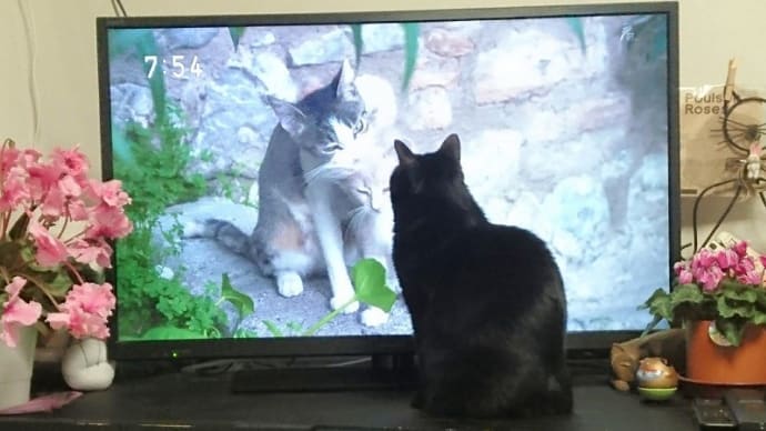 猫を見つめる猫と、邪魔することに生きがいを見出した猫。